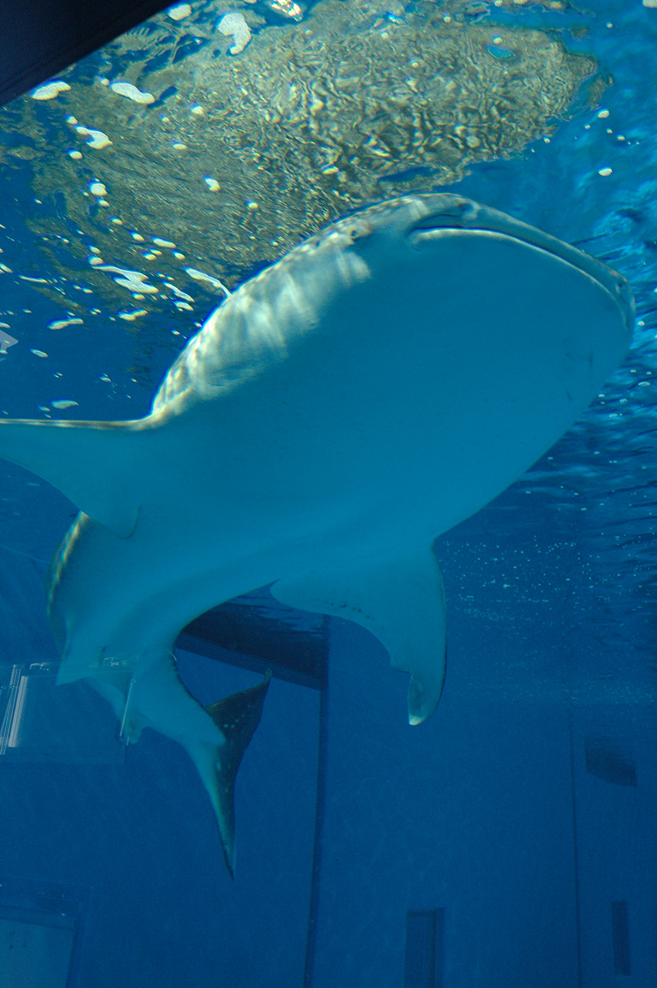 【3月春休み！】小学生対象２泊３日　四国南西部（足摺）で海・生物・地球史をじっくり楽習するサイエンス合宿！！キッズ科学号in四国高知！！